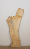 Manitoba Maple - S789