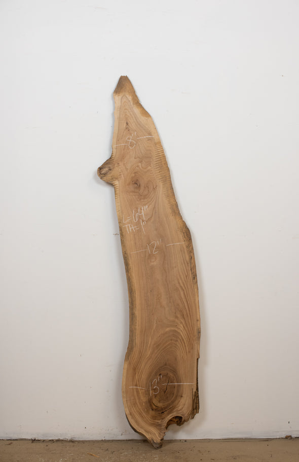 Siberian Elm - S808