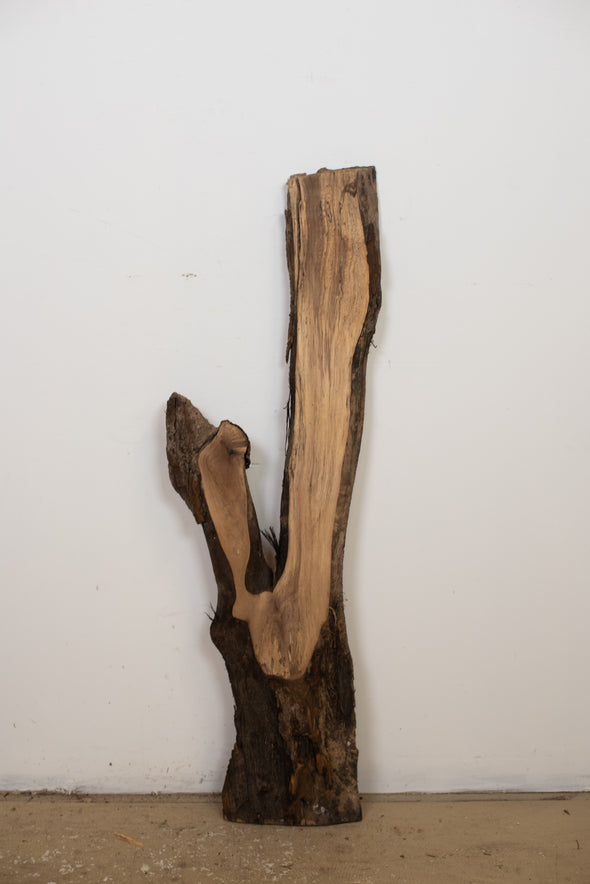 Black Walnut - S811
